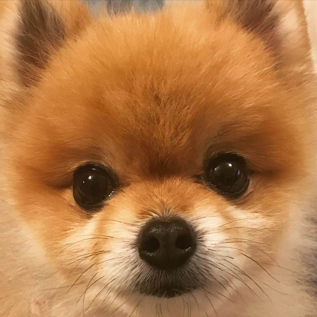 RIO POMEのインスタグラム：「なぁ…  ねよーなぁ…  のガン見です👀  これをひたすら無視していると…  ママさんの手を…  かじりマス😑  やめてくり😥  ということでおやすみなさい💤😴 (なんのこっちゃ)  コロナコロナで不安や制限だらけの中で少しでも楽しいこと見つけたいですね✨  私は勤務先の親と同じ年齢の小泉純一郎のいでたちで高田純次と同じキャラのじいちゃんがとにかく明るいので、元気もらってます😊  じいちゃん、この前の休日、おうちの消毒ペーパーで顔拭いておもいっきり顔が腫れて救急搬送されてました😵  何かといろいろやらかしてくれます😅  じいちゃんそんなんで顔拭いたらあかんよ😑  #ポメラニアン #pomeranian  #犬 #dog #dogstagram#doglover #愛犬 #わんこ #ポメラニアン大好き #ポメラニアンが世界一可愛い #pom #ぽめらにあん #ポメ#pomeraniansofinstagram  #pomeranianlove #ふわもこ部 #いぬバカ部 #癒しわんこ#instapic#pomstagram #puppy #dogsofinstagram #cute#cutedog」