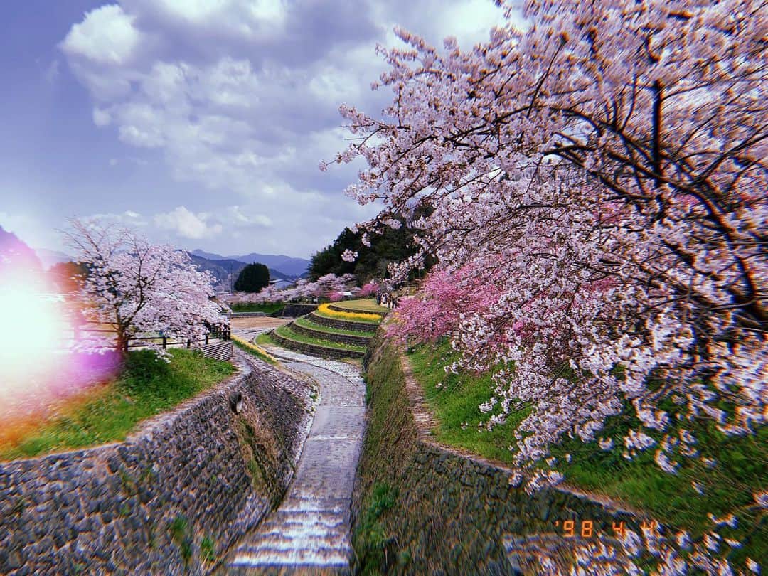 瀬川アニータのインスタグラム：「My life has the tendency to fall apart when I’m awake, you know? #sakura #桜 #japan」