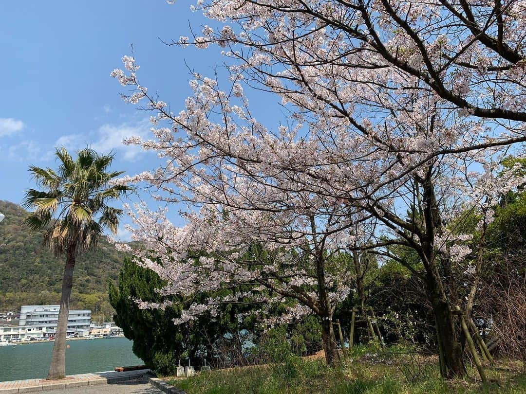 日下裕江さんのインスタグラム写真 - (日下裕江Instagram)「日生 -ひなせ-  最近TVでも話題になっている 『カキオコ』の街♪  子供の頃よく食べてた カキオコ（牡蠣のお好み焼き）🦪😋💕 岡山県の日生は 牡蠣の養殖が日本で第３位✨ なのだ‼︎ ここの牡蠣で当たった事あるけど😅 それでも大好きで今でも食べます。笑  昔は父の船でここからよく海釣りへ行ったり🚤🎣 牡蠣イカダの上に乗って釣りをしてました🎣 タコも釣ってた🐙  だから思い出の場所✨  この場所の匂い全てが懐かしくてホッとするんだよね💓  そして、日生と言えば、 ここら辺で1番美味しい割烹のお店『上内』さん✨  叔父と昔、一緒に料理修行してた上内さんの腕前はピカイチです✨  父が取って来た『ワラビ』を美味しく調理してくれました🔪  いつも何を食べても美味しい🤤  皆さんも日生へ観光に来た際は、カキオコ🦪もお勧めだけど、是非『上内』にも食べに行ってみて下さい😉💕 ※こちらはまだ桜咲いてます🌸 桜と椰子の木ミスマッチだけれど…笑  #日生 #カキオコ #牡蠣 #牡蠣養殖日本第３位 #牡蠣生産日本第３位 #岡山グルメ #故郷 #地元 #思い出の地 #思い出の場所 #波の音が心地よい」4月13日 23時16分 - hiroe___h