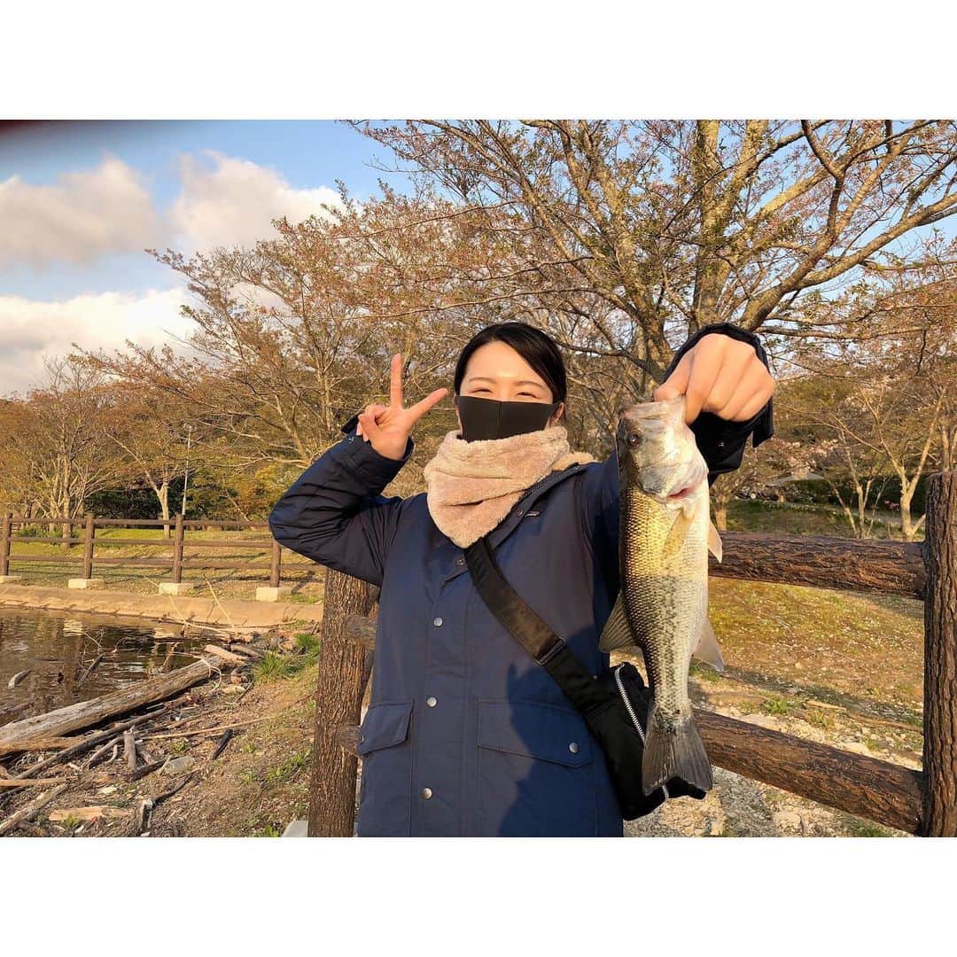 福咲れんのインスタグラム：「いつだったかな… 先日、ブラックバスデビューしてきた🐟 食べれない魚はやだー！とか言ってたんだけど、やってみたら楽しいね！！笑  初めてのわりには3匹釣れたし、上出来っ◎  やっぱり可愛いウェアほしくなるっ！笑  最近友達に教えてもらった @bassmania.jp  @seamania.jp  が可愛くて物色中♪  他にも可愛いメーカーさんあったら教えてほしい☺︎ 早くまた行けるようになるといいなー！コロナおさまれー！ . . . #ブラックバス #ブラックバス釣り #釣りガール #釣りガールと繋がりたい #釣り #fishing #釣り好きな人と繋がりたい #釣り女子 #blackbass #bassfishing #tsurijoy #ツリジョ」
