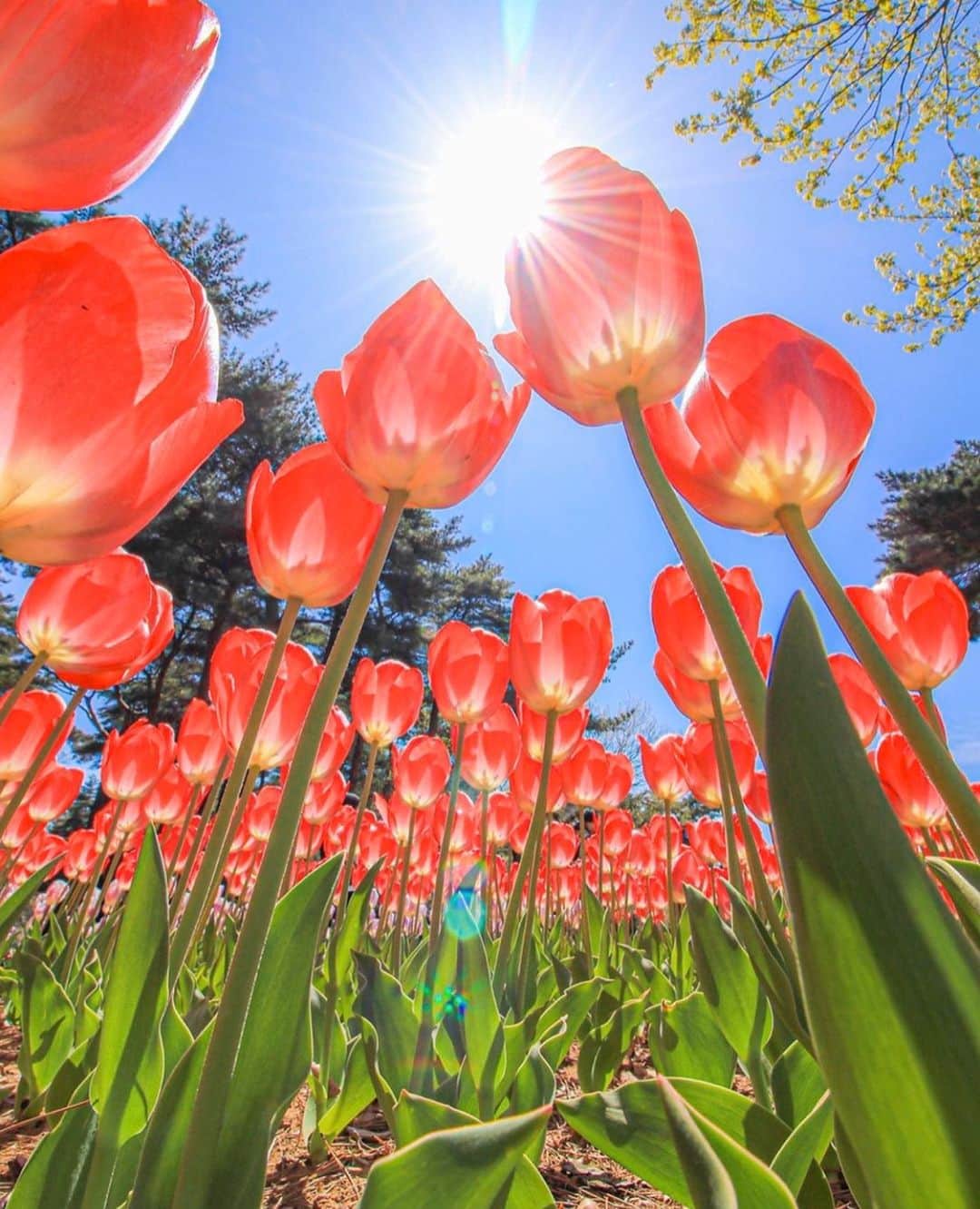 はなまっぷ❁日本の花風景さんのインスタグラム写真 - (はなまっぷ❁日本の花風景Instagram)「🌷🌸はなまっぷの春まつり🌸🌷 * @taurusodyさんの  花のある風景に花まるを💮 * 人々の心にも花が咲く日本の美しい春をありがとうございます😊🌸 * 茨城　#国営ひたち海浜公園　（休園中） * 🌼ネモフィラの花言葉📝🌼 どこでも成功 🌼チューリップの花言葉📝🌼 思いやり * 今年に限らず過去に撮影されたお写真も含めて、春の花風景をご紹介しています🌸 みなさんの素敵なお写真で、日本の美しい春を楽しみましょう😊 * 🌸•••🌸•••🌸•••🌸•••🌸•••🌸 * いつも素敵なお花をありがとうございます😊 日本の花のある風景にタグ付けしてください🌸 お花があれば何でもOKです💓 * #はなまっぷ * #日本の美しい花風景#花のある風景#花#花言葉#風景#花畑#春#ネモフィラ#チューリップ」4月13日 23時19分 - hanamap