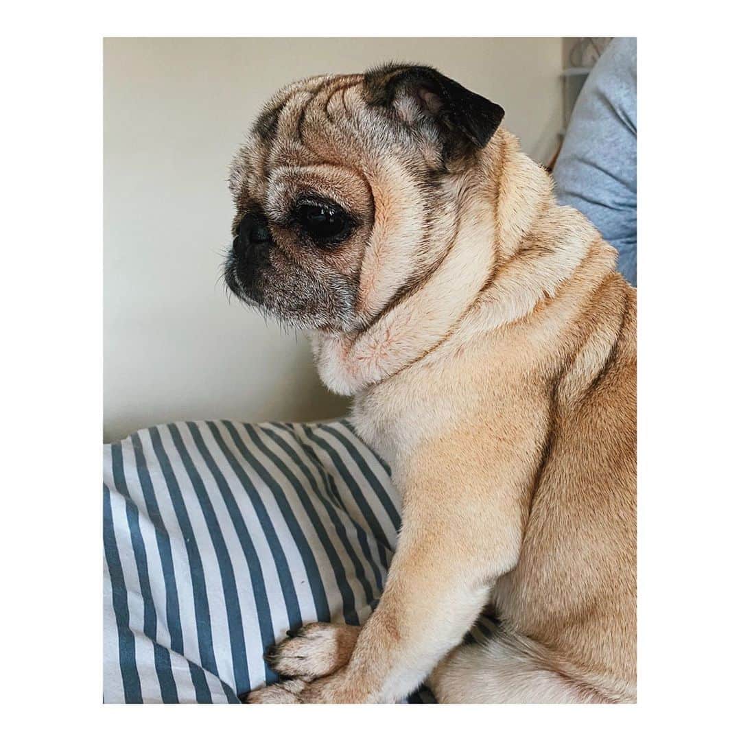 Melissa Santiagoのインスタグラム：「She’s been a pro at shelter in place for years. #DailyPug #LeicaHarrietPancakes #Pug #pugsofinstagram #pugclub」