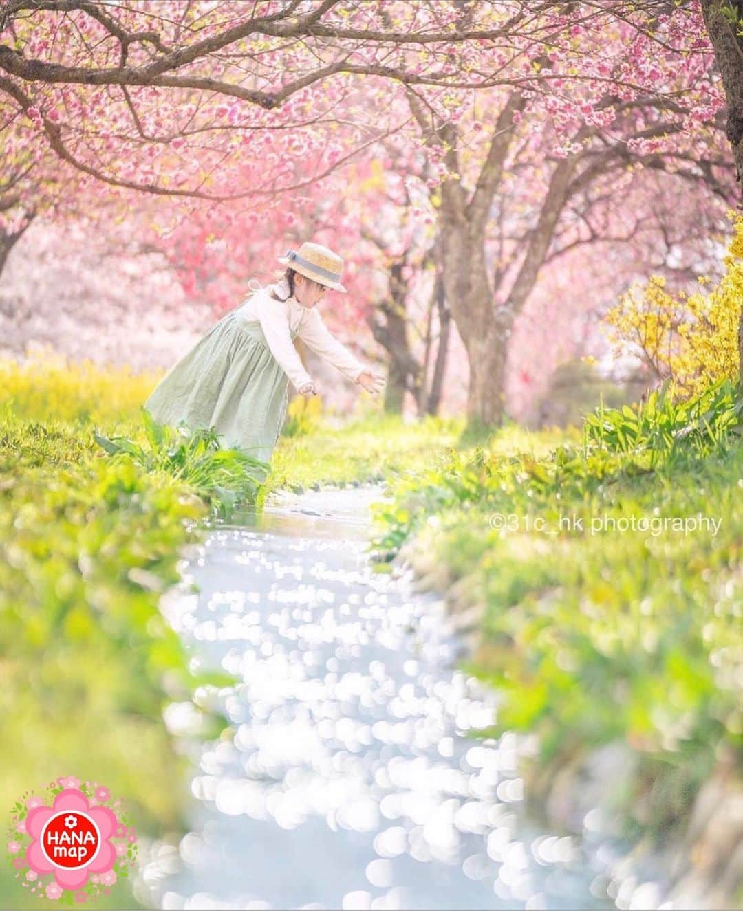 はなまっぷ 日本の花風景さんのインスタグラム写真 はなまっぷ 日本の花風景instagram はなまっぷの春まつり 31c Hk さんの 花のある風景に花まるを 人々の心にも花が咲く日本の美しい春をありがとうございます サクラの花言葉 優美な