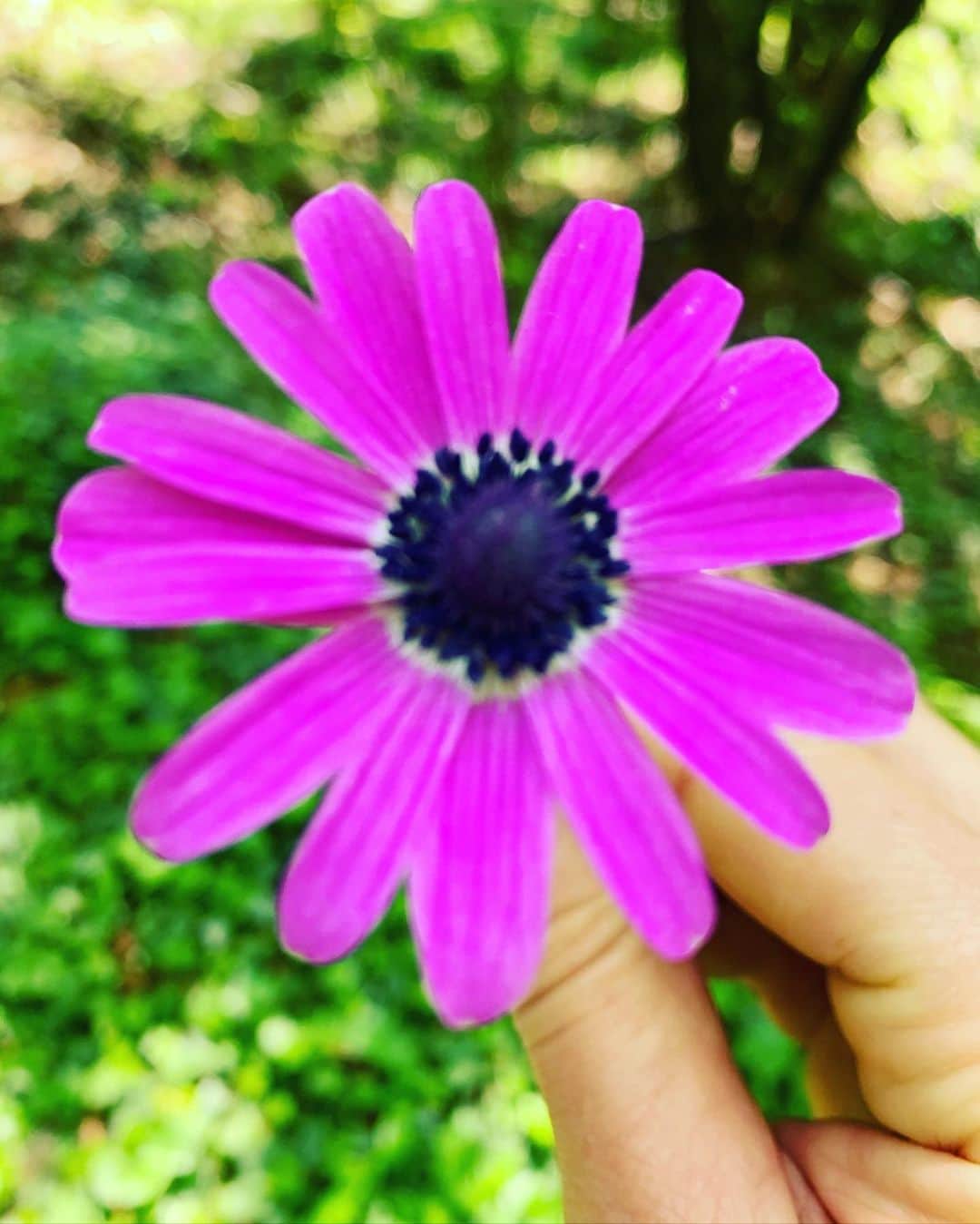 フランチェスカ・ピッチニーニのインスタグラム：「#rinascita #speranza 🌸」