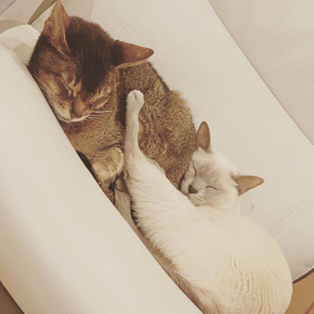 植田佳奈のインスタグラム：「#猫 #cat #猫のいる暮らし #アビシニアン #トンキニーズ」