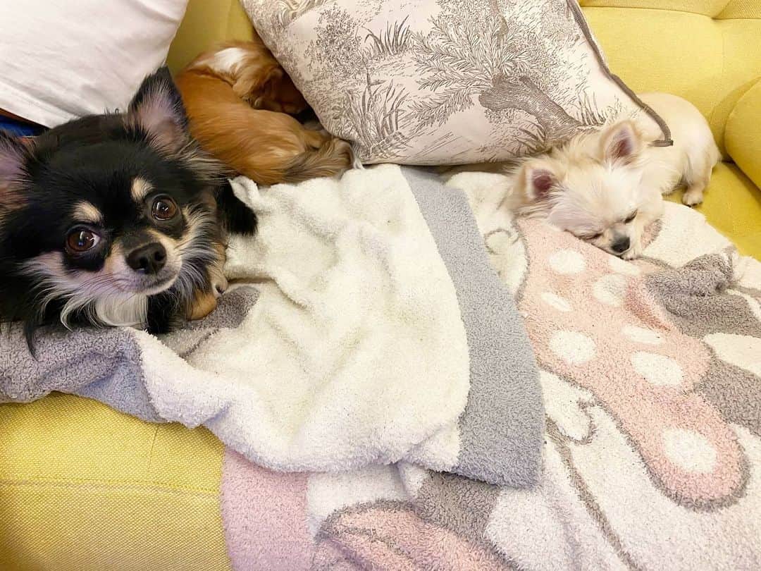 のインスタグラム：「うーん。さぁ、寝ましょうかね。 おやすみなさい💤 ・ ・ ・ #味岡ちえり #bongo #chabin #cobin #犬好き #dogs🐶  #ブラタンチワワ #チワワ #ロングコート #ブラックタン #クリームホワイト #セーブルホワイト #多頭飼いチワワ  #chihuahua  #dogstagram  #犬がいる暮らし #犬がいないと生きていけない  #多頭飼い #mickeymouse #minniemouse  #barefootdreams #ホリホリ　されるから　#ボロボロ」