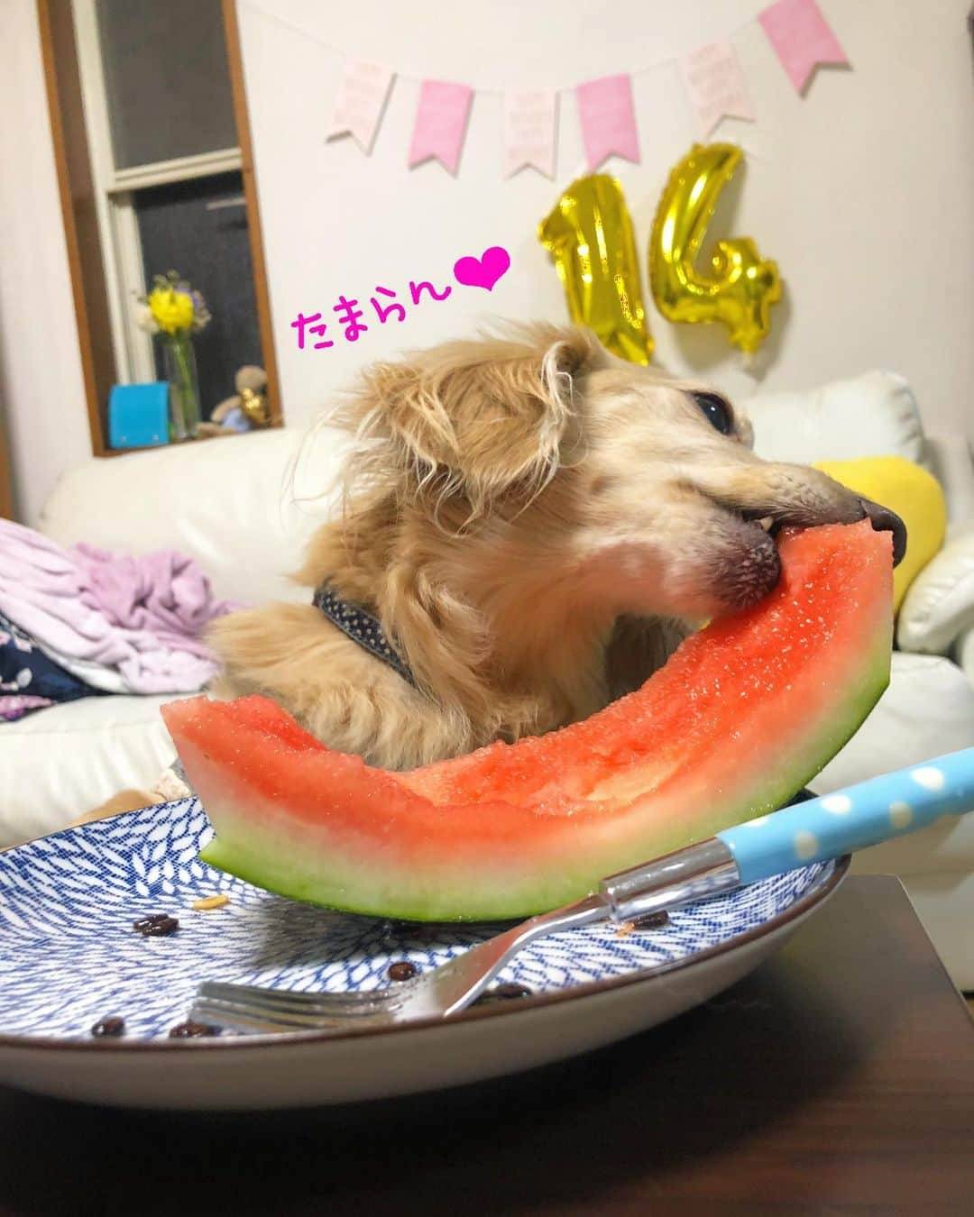 チズさんのインスタグラム写真 - (チズInstagram)「stay home...❤︎ すいか🍉丸かじり〜🐶✨ 🏠🏠🏠 #初物すいか 🍉 #うまうま #食べるマロン #もぐもぐタイム ⏰ #movie 🎥 #おうち時間 #Mダックス#ダックス#ミニチュアダックス #親父犬#シニア犬#ミニチュアダックスフンド #ミニチュアダックスクリーム#短足部 #短足犬#カニンヘンダックス #ダックス14歳#カニンヘンダックスフンド#犬は家族#犬のいる生活#インスタでわんこみるのが日課 ♡♡」4月14日 0時02分 - sqi.chizu