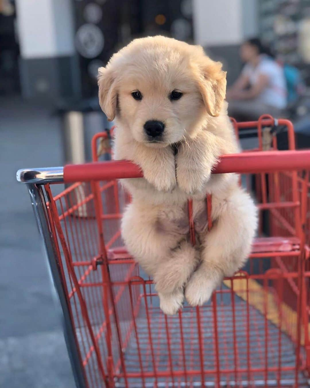 bestvacationsさんのインスタグラム写真 - (bestvacationsInstagram)「Shopping partner 🐾💕 Yay? By: @coco.aram #dog #newyork . . . . #cute #love #goals #perfect #stylish #perfect #inspiration #fashionpost #bestoftheday #photooftheday #fashioninsta #amazing #streetstyle #fashionblog #fashionable #fashion #babies #beach #gorgeous #style #baby #girl #balcony #flowers #dress #babe #insta_animall #bestvacations #travelawesome」4月14日 0時16分 - bestvacations