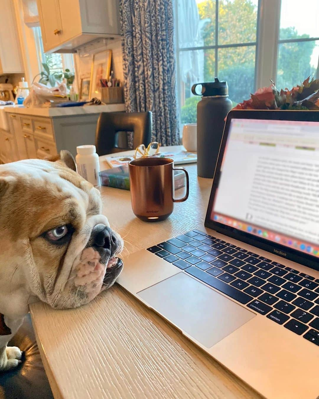 リース・ウィザースプーンさんのインスタグラム写真 - (リース・ウィザースプーンInstagram)「WFH with my buddy, Lou. 🐶 Who is ready to get on these video calls?🤪」4月14日 1時02分 - reesewitherspoon