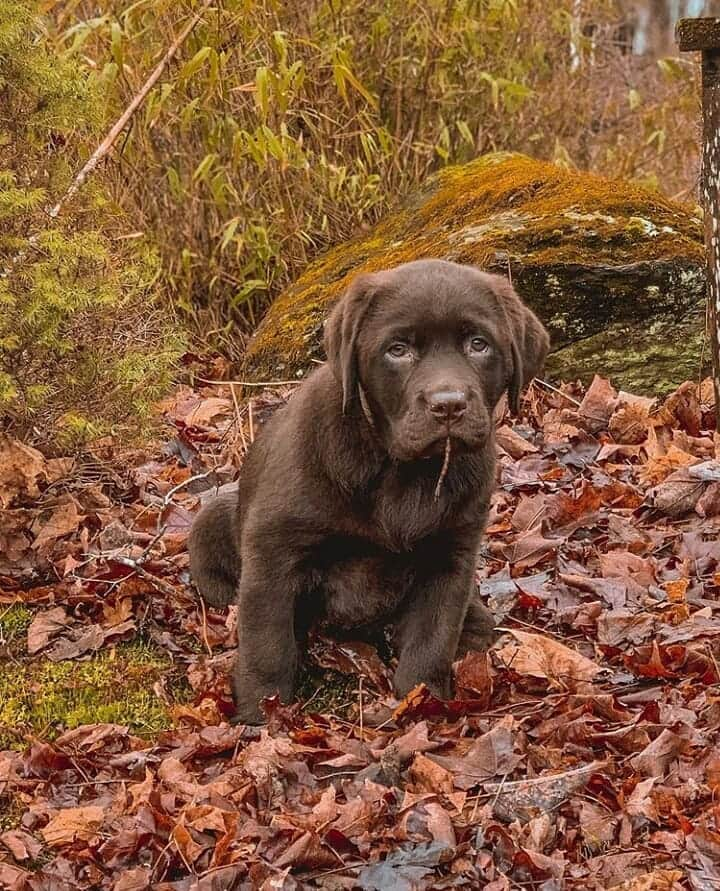 World of Labradors!さんのインスタグラム写真 - (World of Labradors!Instagram)「Meet Bella! - @bellathebubbybear」4月14日 2時05分 - worldoflabs