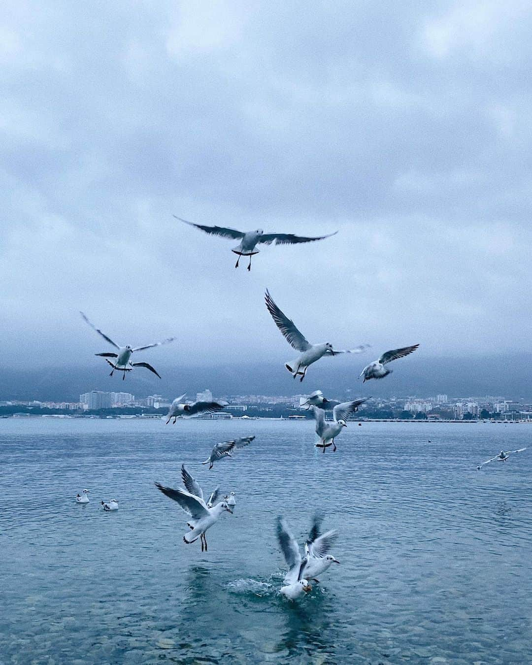 Ilya Mikhailovのインスタグラム：「Пасмурно. Кормим чаек 🐦 #геленджик」