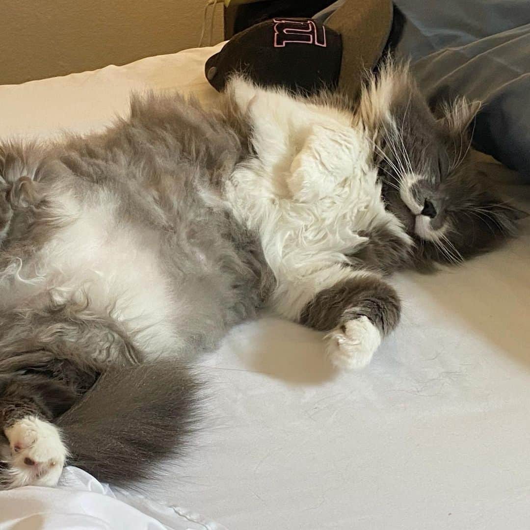 のインスタグラム：「Quarantine has been rough on Ham. He’s only able to nap 16 hours a day instead of 18 with everyone being home... Hope everyone is staying safe! #mustachecat #flattenthecurve」