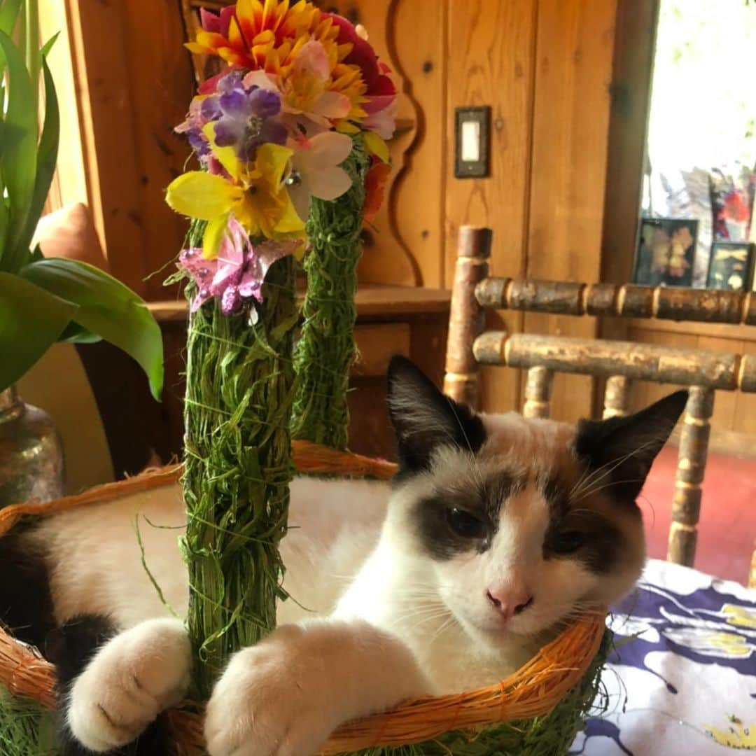 レベッカ・ローミンさんのインスタグラム写真 - (レベッカ・ローミンInstagram)「Guess we’ll clean up Easter tomorrow. Someone’s bonded with this basket」4月14日 5時26分 - rebeccaromijn