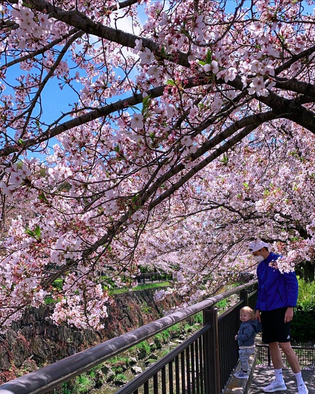 リアノン・ランゲラック（ミッチェル・ランゲラックの妻）のインスタグラム：「Another day, another walk under the cherry blossoms 💘 #sakura #japan」