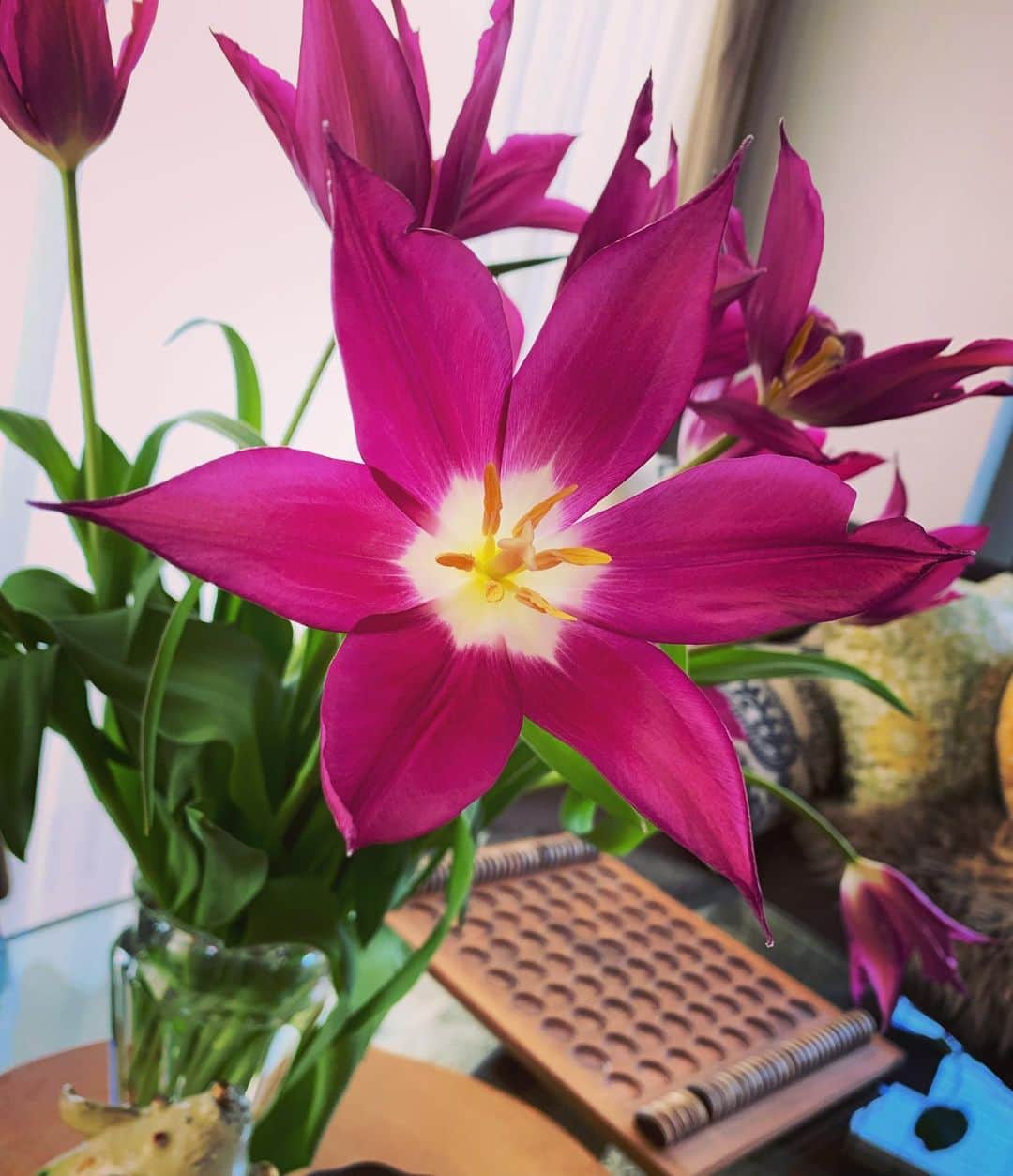 有森裕子さんのインスタグラム写真 - (有森裕子Instagram)「花はどんな時もココロ癒してくれる💐 チューリップ🌷…ちょっと開きすぎてる⁉️😅」4月14日 16時22分 - arimori.yuko33
