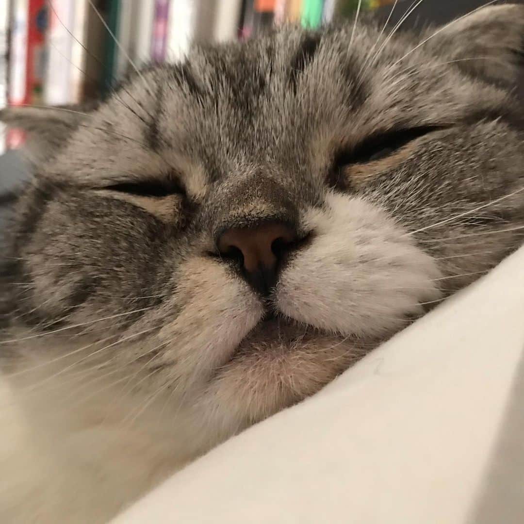 KATSUOのインスタグラム：「いい天気 . #cat #catstagram #catsofinstagram #猫のいる暮らし #katsuo」