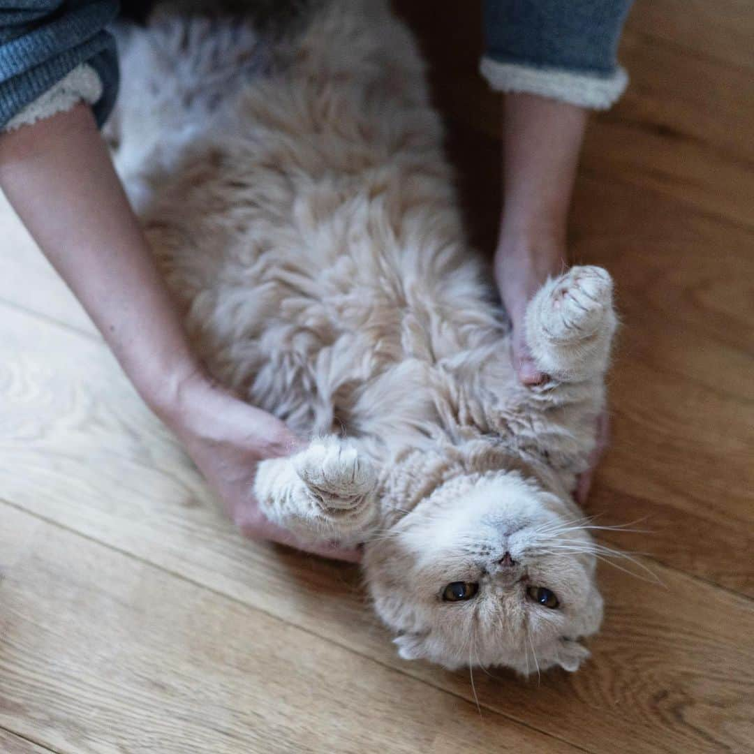 清水桜子さんのインスタグラム写真 - (清水桜子Instagram)「ふくさんの運動不足を解消しようとしたのに、いつの間にかマッサージになっていた件。」4月14日 15時06分 - sakuracos