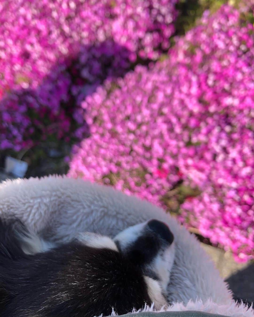 小野真弓さんのインスタグラム写真 - (小野真弓Instagram)「見てーー😍 ぼくのお散歩コースに、 芝桜咲いてるーー！🌸🌸🌸✨ byハルくん #お散歩#ひるんぽ#チワマル#ハルくん #いぬすたぐらむ #いぬばか部 #芝桜#chihuahua #maltese #mixdog#doglover #dogstagram」4月14日 15時51分 - hanaharuaroi