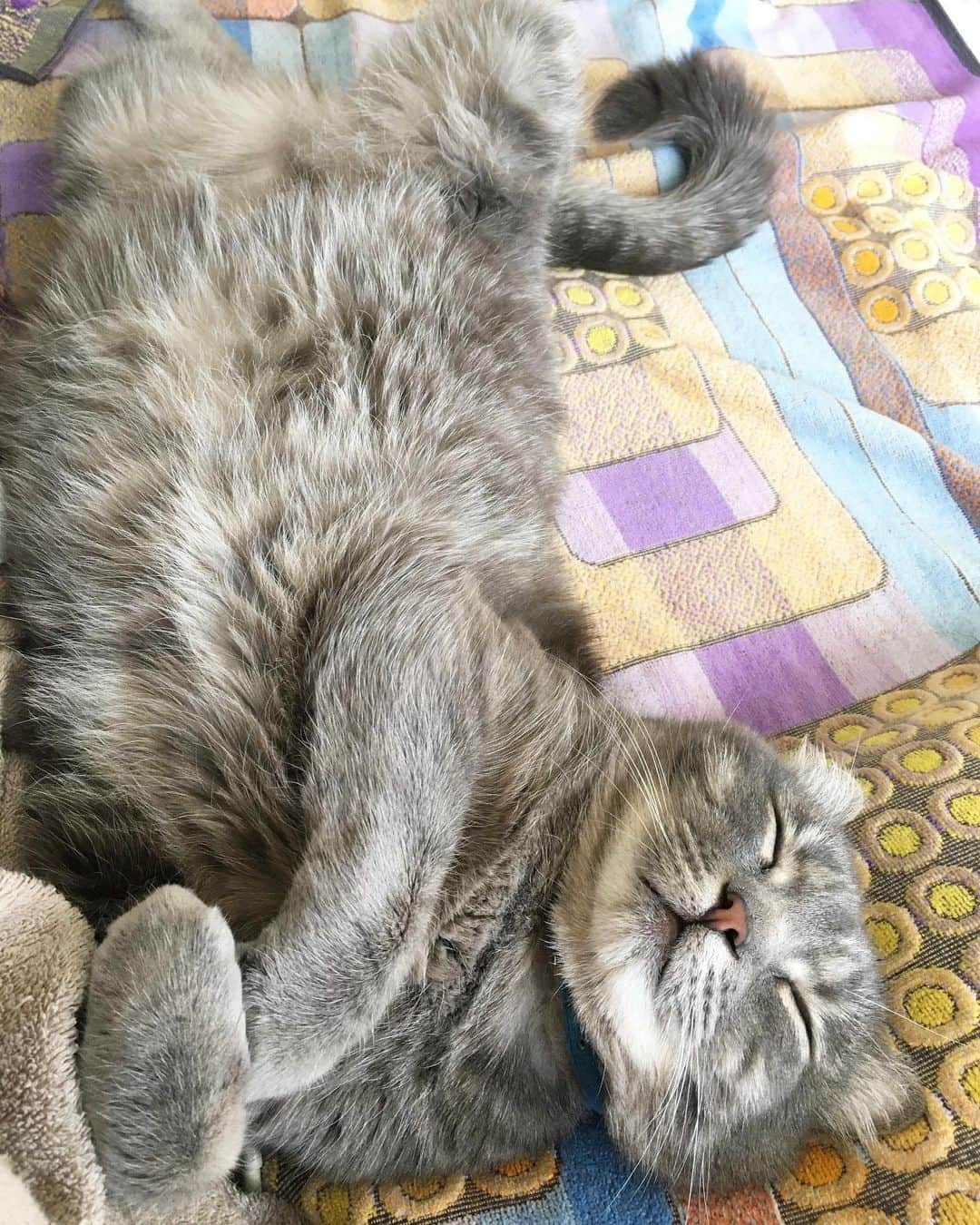のインスタグラム：「今日もこの格好でお昼寝♡ いつも沢山の癒しをありがとうね、うるる♡  #愛猫 #猫のいる暮らし  #猫大好き  #動物大好き #癒し猫  #お昼寝 #cat」