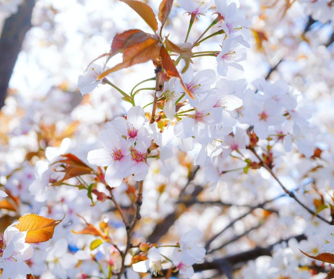 下口ひななさんのインスタグラム写真 - (下口ひななInstagram)「桜﻿ ﻿ ﻿ ﻿ 随分前に撮った桜🌸﻿ 今年はしっかりと見れなかったけど来年はゆっくり安心してお花が見れるといいな！﻿ ﻿ もう家の近くの桜は葉っぱに変身してました！！﻿ ﻿ 早い🤦‍♀️﻿ ﻿ #桜 #春 #カメラのある生活 #おうち時間 #過去pic  #オシャレさんと繋がりたい」4月14日 16時08分 - shimoguchi__177