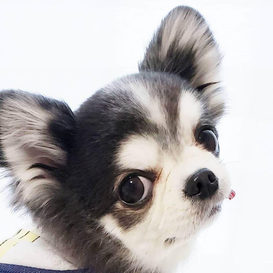 くるるのインスタグラム：「ん？呼んだ？ . #instachihuahua #instadog#ig_dogphoto #chihuahua #dog #チワワ #ふわもこ部 #犬バカ部 #치와와 #吉娃娃 #奇瓦瓦 #lovedogs #ロングコートチワワ #IGersjp#ilovemydog  #dogstagram  #dogs_of_instagram #GALAXYカメラ部 #withGalaxy」