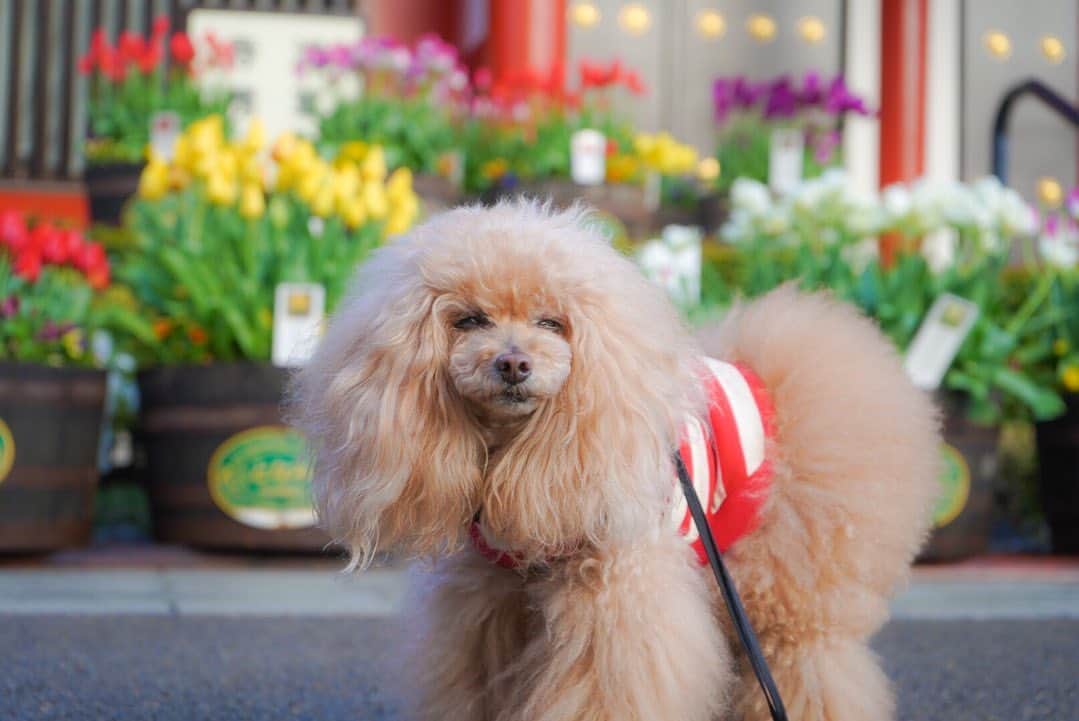 Toypoodle Mikuru?Asakusa Tokyoのインスタグラム：「20200414 Tuesday. Good morning! Friends 💕 みくるの眠い朝💤シリーズ😑💤 . 今年も砺波のチューリップ🌷が浅草寺に🥰 公園の八重桜は見頃に🌸 . 昨日は一日中雨でお散歩できなかったので 今朝は、みくるも張り切って歩いてました。 が、 どの写真も眠そうな糸目でした😑 . #砺波のチューリップ #眠い #コロナに負けるな . 今日も自宅からお仕事。 がんばる〜(つもり)」