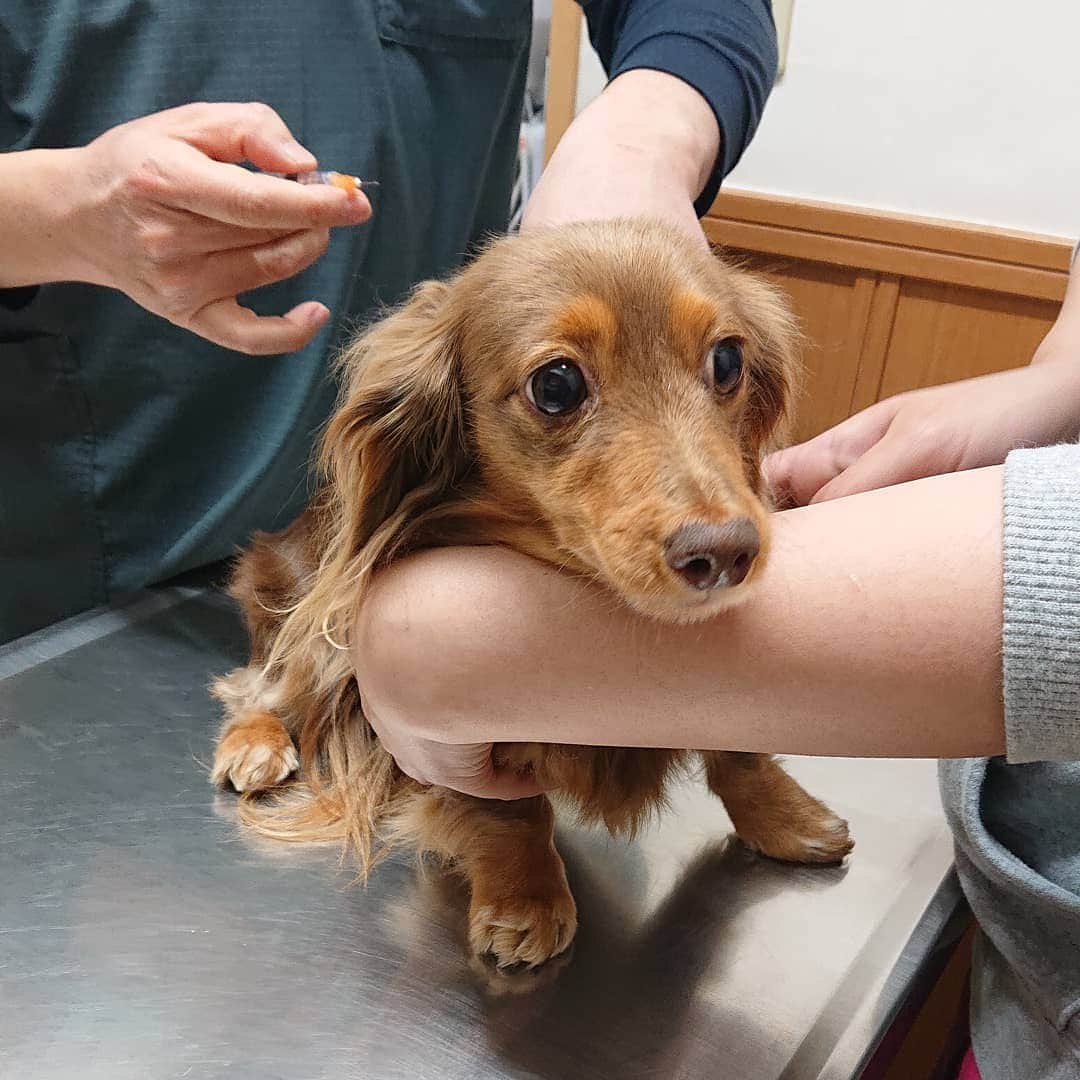 くるみんのインスタグラム：「* 昨日は、あずきちゃんの狂犬病予防接種をしてきました💉 * こむぎさんはてんかんの持病があるため、今年も猶予です  #カニンヘンダックスフント #カニンヘン #カニンヘンダックス #カニンヘンダックスフンド #チョコタンダックスフント #チョコタンダックスフンド #チョコタンダックス #ダックス多頭飼い #ダックスフント #ダックスフンドカニンヘン #ダックス部 #ダックス大好き #ダックスフンド #ダックス #わんこなしでは生きていけません会 #いぬばか部 #いぬすたぐらむ #短足部 #狂犬病予防接種 #動物病院 #dachshundgram #dachshund #dogstagram #all_dog_japan #east_dog_japan #instagramdog #instadachs #kyounodachs #todayswanko #7pets_1day」