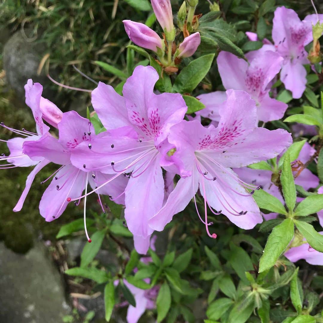 明里ともかのインスタグラム：「熱海に咲く花」