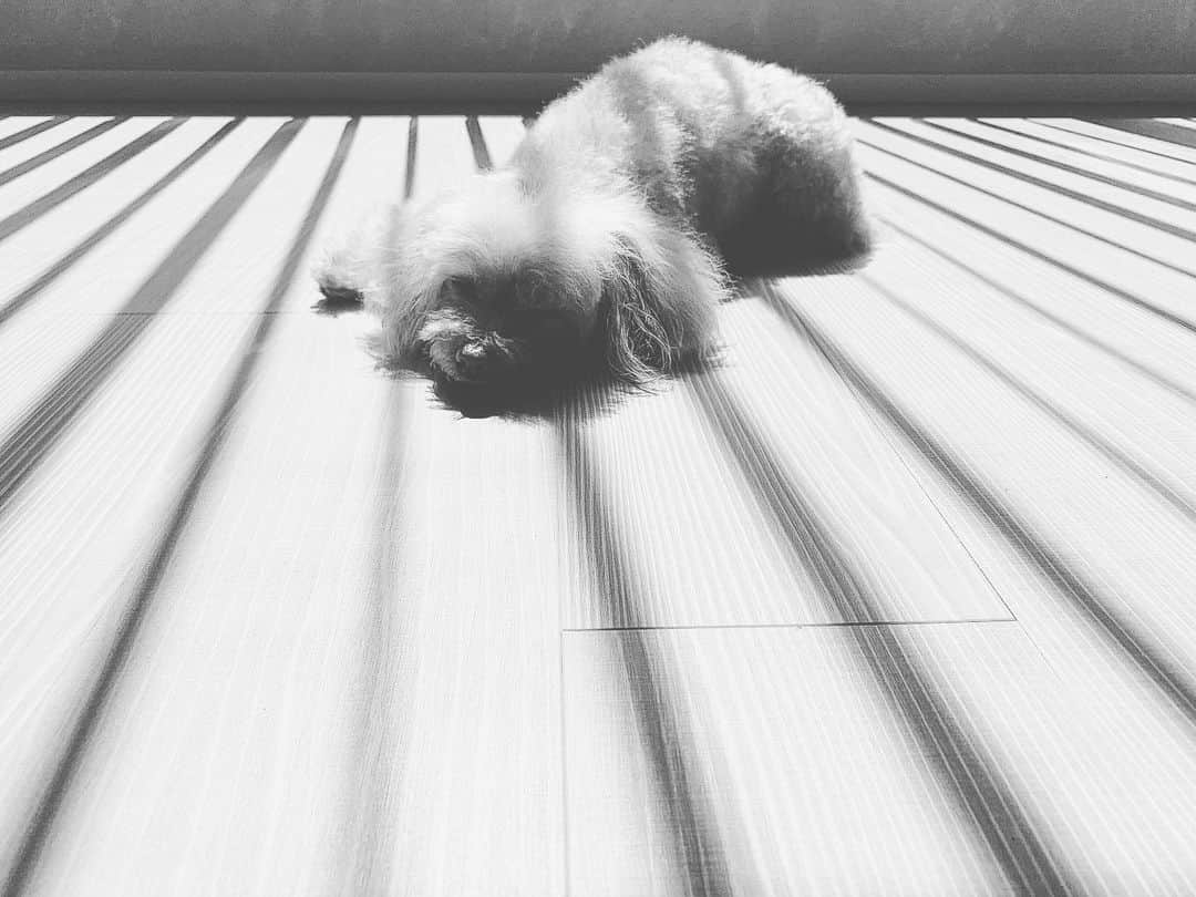 西川貴教のインスタグラム：「She loves to soak up some rays. You too?」