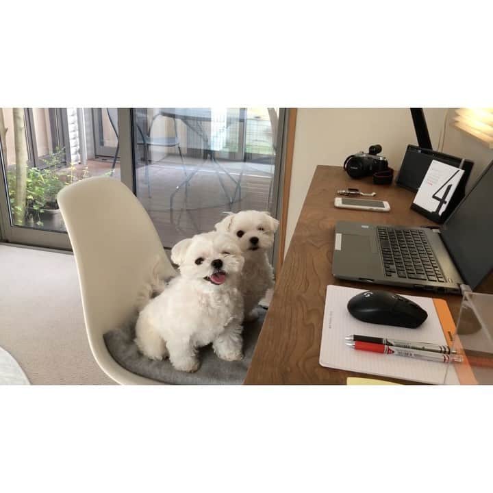 マルチーズ兄妹♡おかゆとおもちのインスタグラム：「…🏡👨‍💻🐶🐶 . . 今日は在宅勤務 . おかゆともっちも頑張るって✊🏻✨ でも、いきなりもっちがパソコンの上に😱 パソコン起動するわ〜😅 キーボード壊れるわ〜🤣 . . #テレワーク  #在宅勤務  #コロナウイルスが早く終息しますように . . . #9gag #9gagcute #maltese #malteseofinstagram #happydog #dogsmile #doglove #doglover #dogstagram #instadog #lovedogs #ilovemydog #cutedog #dogoftheday #instapet #말티즈 #fluffypack . #okayusan #マルチーズ #犬バカ部  #わんこ  #エブリドッグ  #pecotv #pecodogs #鼻ぺちゃ #マルチーズ兄妹 . .」
