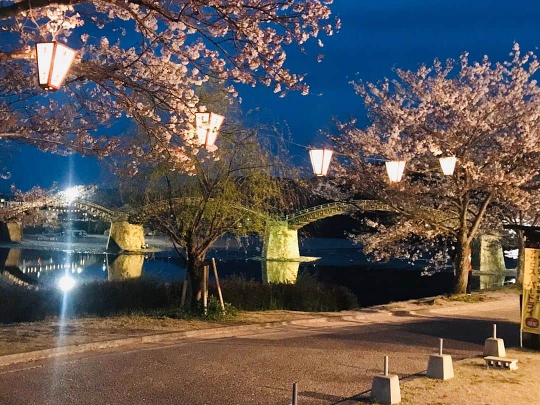 ボートレース宮島さんのインスタグラム写真 - (ボートレース宮島Instagram)「． 🌸錦帯橋サクラのライトアップ🌸 ． 広島県の隣、山口県岩国市にある「錦帯橋」 錦帯橋周辺には数多くの桜が咲き誇り、多くの方がお花見を楽しむ桜の名所としても有名です🌸🌸🌸 写真は、毎年開催されている夜桜のライトアップ🌸✨ ピンクやブルーなど色とりどりの桜のライトアップを楽しむことができます☺️ ． 秋は紅葉がきれいな錦帯橋🍁 安心して外出できるようになったらぜひ行ってみてくださいね🍀 ． ． #ボートレース宮島 #ボートレース #boatrace #モンタ  #お花見 #桜 #夜桜 #春 #山口県 #岩国 #錦帯橋」4月14日 11時04分 - boatrace_miyajima