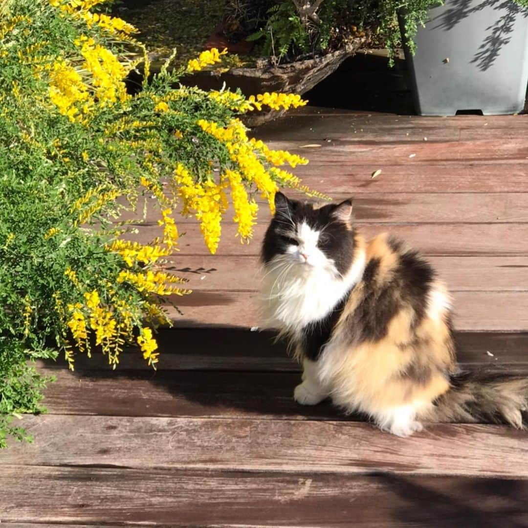 キャシー中島さんのインスタグラム写真 - (キャシー中島Instagram)「*﻿ 雨が止みました。﻿ 今日はとってもいいお天気、青空です。﻿ ﻿ まずは今朝のニャンコーズ❣️﻿ リビングに入ってびっくり、珍しいルーシーの開きです。﻿ それもテーブルの真ん中で！﻿ いつもは気難しいルーシーなのに今朝はよっぽどリラックスしてたのね。﻿ ﻿ 外猫たちにご飯をあげに行くと、日の当たる場所にいました。﻿ 黒い子が「タービー」、﻿ 足の先が白くてまるで足袋を履いているみたいなのでこの名前になりました。﻿ ﻿ こちらは「秋子」、秋色の三毛猫ちゃんなのでこの名前になりました。﻿ もう10年も外にいる子です。﻿ 保健所の方から指導を受けトイレの場所や水を飲む場所などを用意してあります。﻿ 10年前には15匹ぐらいご飯を食べに来てましたが今はこの2匹だけ。﻿ 子猫は里親に出し、大人の猫たちは避妊　去勢をしました。﻿ この2匹は事務所が開いているときには事務所の中に入ってきてのんびりしてたりしています。﻿ もうおばあちゃん達なので最後まで面倒みてあげたいと思っています。﻿ ﻿ さて家猫のほうは、雨上がりの屋上にいます。﻿ あら、さっきリラックスしてたルーシー🐈﻿ 急にしゃきっとしたわね！﻿ ﻿ ルーシーの子供がウタです。﻿ あまり似ていません、おばあちゃんのミカリにソックリ！﻿ 時々間違えてしまう位です。﻿ ドゥにも似てますね。﻿ ﻿ 他のにゃんこたちは家の中で好きな場所でのんびりしています。﻿ ﻿ さぁ今日も家で仕事をします。﻿ 今日で5日間家の敷地から出ていません。﻿ でも今日はスーパーに買い物に行かないと食材がなくなってきました。﻿ 何時ぐらいが空いてるのかなぁ・・・﻿ ﻿ #キャシー中島#キャシーマム﻿ #kathynakajima#kathymom﻿ #勝野家のネコたち﻿」4月14日 11時20分 - official_kathynakajima