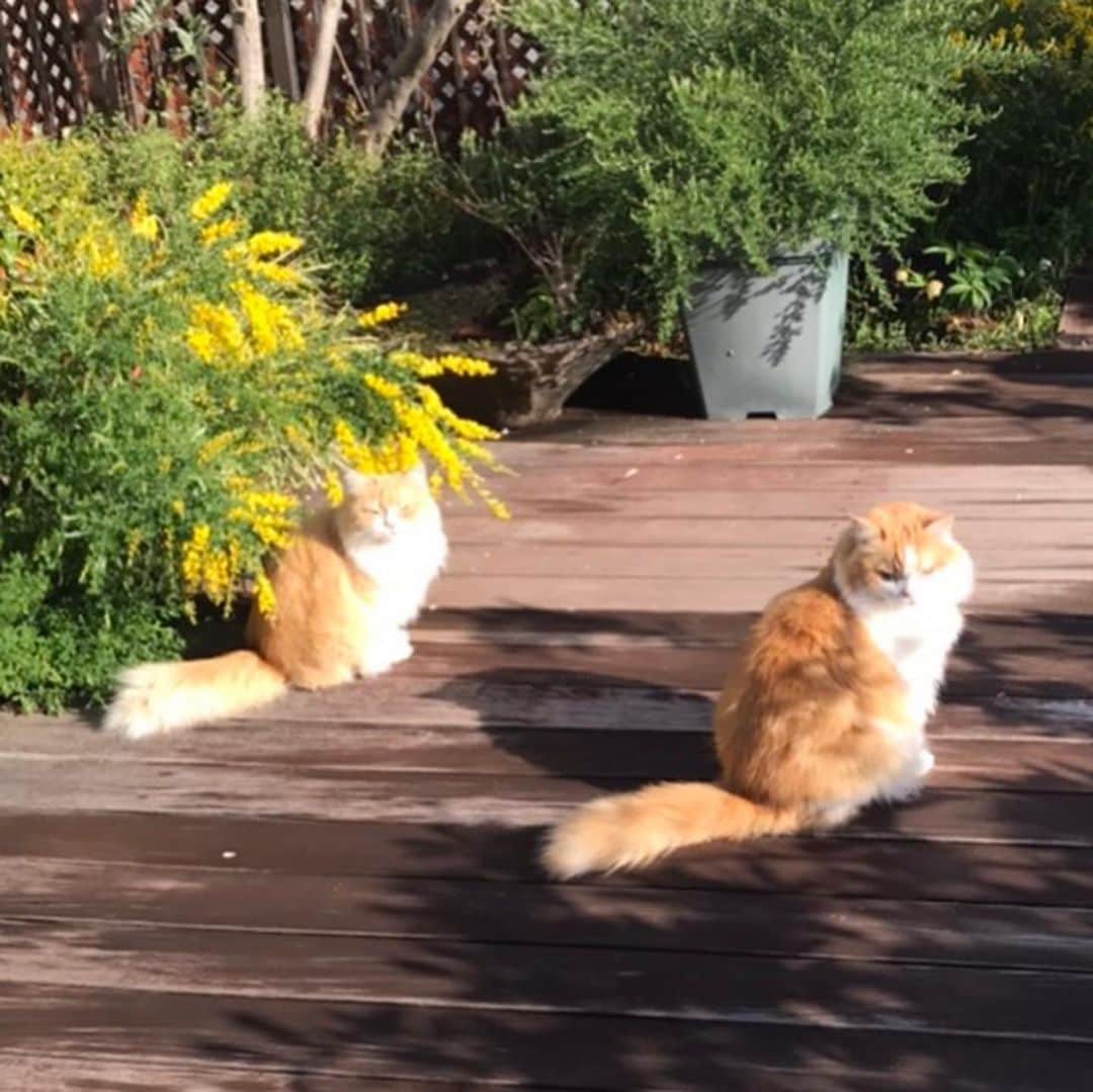 キャシー中島さんのインスタグラム写真 - (キャシー中島Instagram)「*﻿ 雨が止みました。﻿ 今日はとってもいいお天気、青空です。﻿ ﻿ まずは今朝のニャンコーズ❣️﻿ リビングに入ってびっくり、珍しいルーシーの開きです。﻿ それもテーブルの真ん中で！﻿ いつもは気難しいルーシーなのに今朝はよっぽどリラックスしてたのね。﻿ ﻿ 外猫たちにご飯をあげに行くと、日の当たる場所にいました。﻿ 黒い子が「タービー」、﻿ 足の先が白くてまるで足袋を履いているみたいなのでこの名前になりました。﻿ ﻿ こちらは「秋子」、秋色の三毛猫ちゃんなのでこの名前になりました。﻿ もう10年も外にいる子です。﻿ 保健所の方から指導を受けトイレの場所や水を飲む場所などを用意してあります。﻿ 10年前には15匹ぐらいご飯を食べに来てましたが今はこの2匹だけ。﻿ 子猫は里親に出し、大人の猫たちは避妊　去勢をしました。﻿ この2匹は事務所が開いているときには事務所の中に入ってきてのんびりしてたりしています。﻿ もうおばあちゃん達なので最後まで面倒みてあげたいと思っています。﻿ ﻿ さて家猫のほうは、雨上がりの屋上にいます。﻿ あら、さっきリラックスしてたルーシー🐈﻿ 急にしゃきっとしたわね！﻿ ﻿ ルーシーの子供がウタです。﻿ あまり似ていません、おばあちゃんのミカリにソックリ！﻿ 時々間違えてしまう位です。﻿ ドゥにも似てますね。﻿ ﻿ 他のにゃんこたちは家の中で好きな場所でのんびりしています。﻿ ﻿ さぁ今日も家で仕事をします。﻿ 今日で5日間家の敷地から出ていません。﻿ でも今日はスーパーに買い物に行かないと食材がなくなってきました。﻿ 何時ぐらいが空いてるのかなぁ・・・﻿ ﻿ #キャシー中島#キャシーマム﻿ #kathynakajima#kathymom﻿ #勝野家のネコたち﻿」4月14日 11時20分 - official_kathynakajima