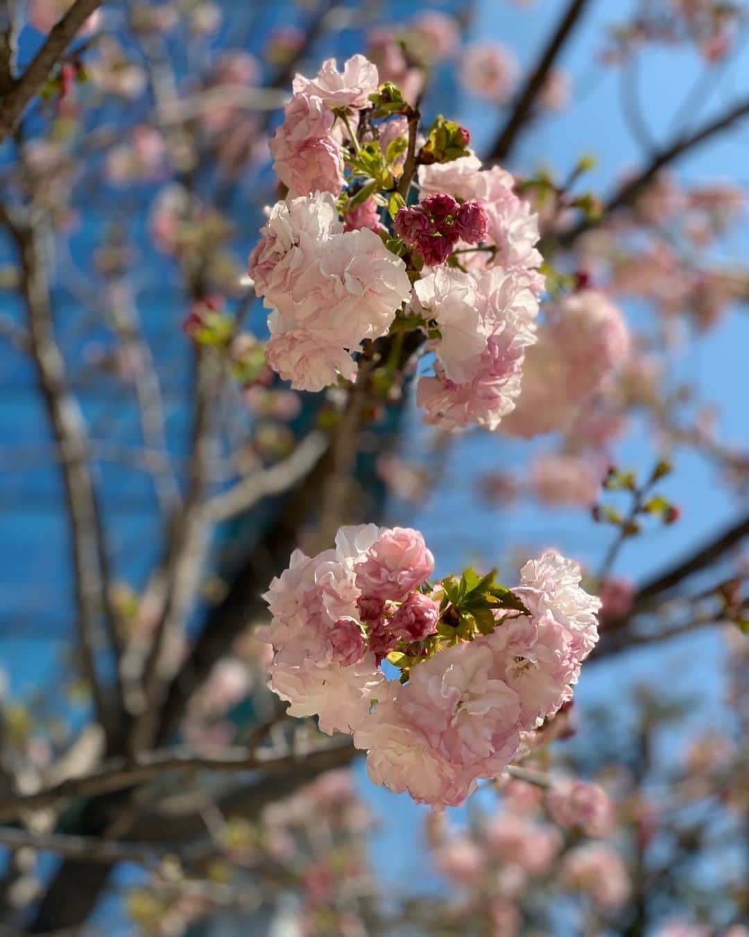 三田羽衣さんのインスタグラム写真 - (三田羽衣Instagram)「心穏やかに.. 近所の桜がとても綺麗でしたサクラ🌸 ハート型💓に見えない？」4月14日 11時33分 - mita.fujin