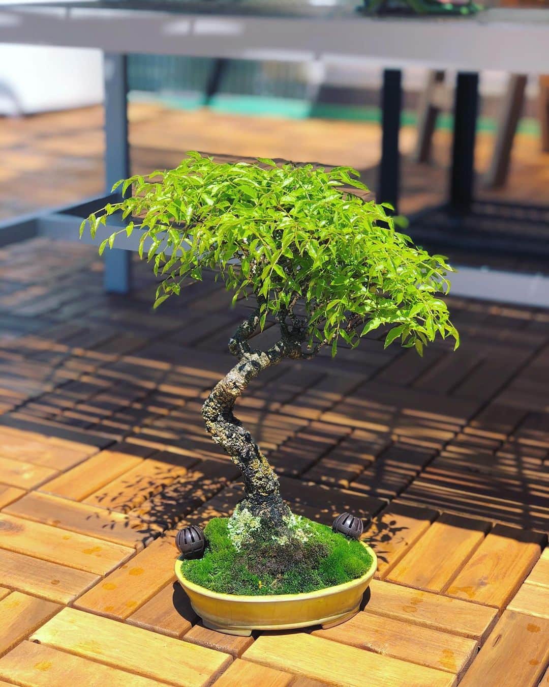 金成公信のインスタグラム：「コフジ。なんとも涼しげな葉っぱだこと。#コフジ #盆栽 #bonsai #bonsaijapan #japanesebonsai #wabisabi #bonsailovers #bonsailife #bonsaitree #bonsaiart #bonsaigram #bonsaiworld #plants #tree #greenlife #greenlifestyle #苔 #moss」