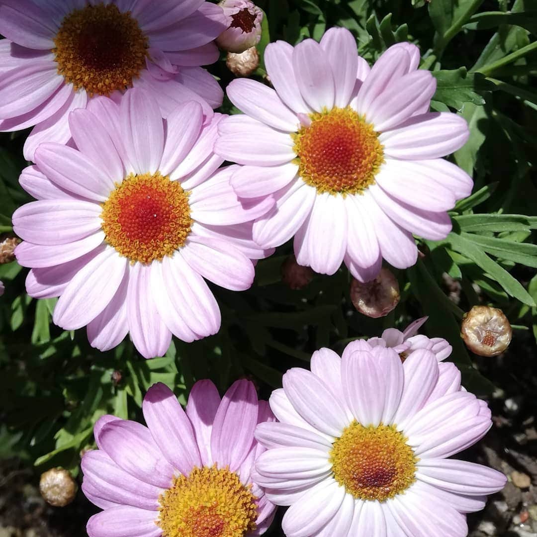佐藤裕二さんのインスタグラム写真 - (佐藤裕二Instagram)「こんにちは。佐藤です。元気です。 今日は風が強いですね〜。 強いと言えばマーガレット。 ほとんど世話した覚えがない。 咲き終わりの花は摘まなきゃだけど。 今年も元気です。  #おうち時間  #花 #マーガレット #春の花 #ガーデニング #入門編  #メーテレ  #ドデスカ #佐藤裕二  #花おじさん」4月14日 12時03分 - karaage_satou