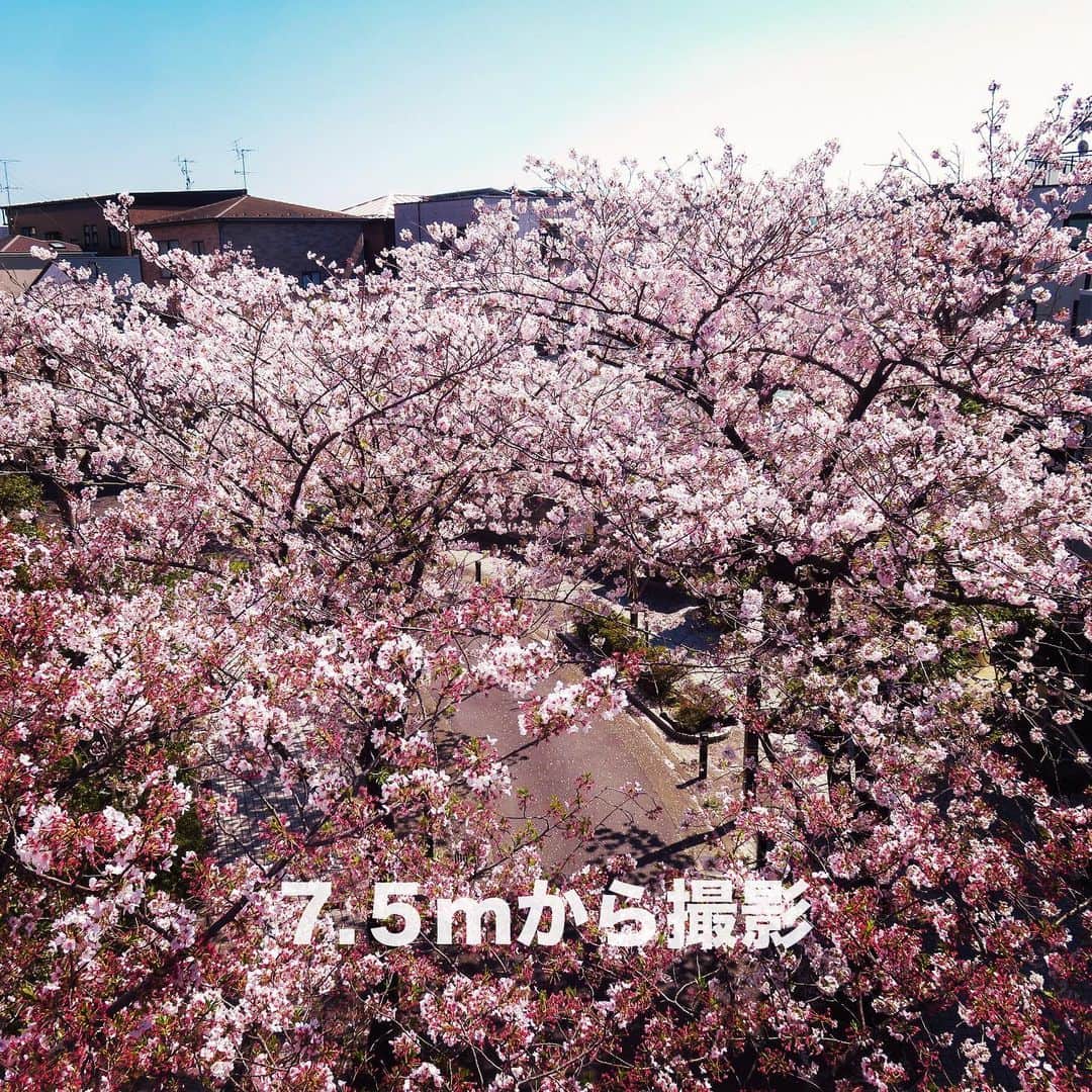 Bi Rod by Lumica.さんのインスタグラム写真 - (Bi Rod by Lumica.Instagram)「「4.5m　7.５m桜撮影比較」  桜並木を ・通常高さ（1.5m) ・4.5m ・7.5m で撮影し比べました。  4.5mでは桜の木の高さから 7.5mでは桜を突き抜けてさらに高い位置からの撮影が可能です。  またドローンではできない、木の中からの撮影もBi Rodなら可能です。  さぁあなたも前人未到の視点へ  商品購入はこちらから https://www.birodstore.com/ "4.5m 7.5m cherry blossom photography comparison"  Row of cherry trees ・ Normal height (1.5m) ・ 4.5m ・ 7.5m I shot it and compared it.  At 4.5m from the height of the cherry tree At 7.5 m, you can shoot through the cherry blossoms and shoot from a higher position.  In addition, Bi Rod can shoot from inside a tree that a drone cannot. ▶ Please check the product link from the profile https://www.birodstore.com/  #birod #7500 #7.5m　#4500 #4.5　#lumica #ルミカ　#longpole　#longlod #ロングロッド　 #highangle #highview #Instagood  #smartphoneholder #ハイアングル　#Highangle　#HiangleView　#notdrone #桜 #さくら　#お花見　#キャノン　#コンデジ　#デジカメ　#ファインダー越し　 #よくね」4月14日 12時02分 - birod_photo