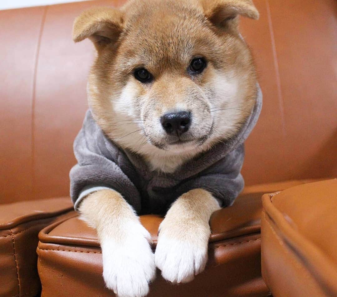 柴犬たま Shibainu Tamaのインスタグラム