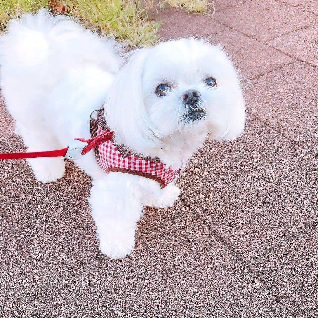 みき みーやんさんのインスタグラム写真 - (みき みーやんInstagram)「3密を避けながら…🐶💕 . 犬も人間もストレスが たまらないようにね♡ . #ペット#愛犬の散歩#真っ白#子犬#パピー#わんちゃん#わんちゃん大好き#犬好きさんと繋がりたい#犬バカ#子犬#マルチーズ#マルチーズ大好き#マルチーズカット#ペットは家族#肉球#犬パンチ#肉球#ペット動画#ペットのいる生活#犬パンチ#犬好きな人と繋がりたい#犬すたぐらむ#マルチーズ大好き#わんこ#わんこのいる暮らし#トリミング」4月14日 12時17分 - mi_yan0101