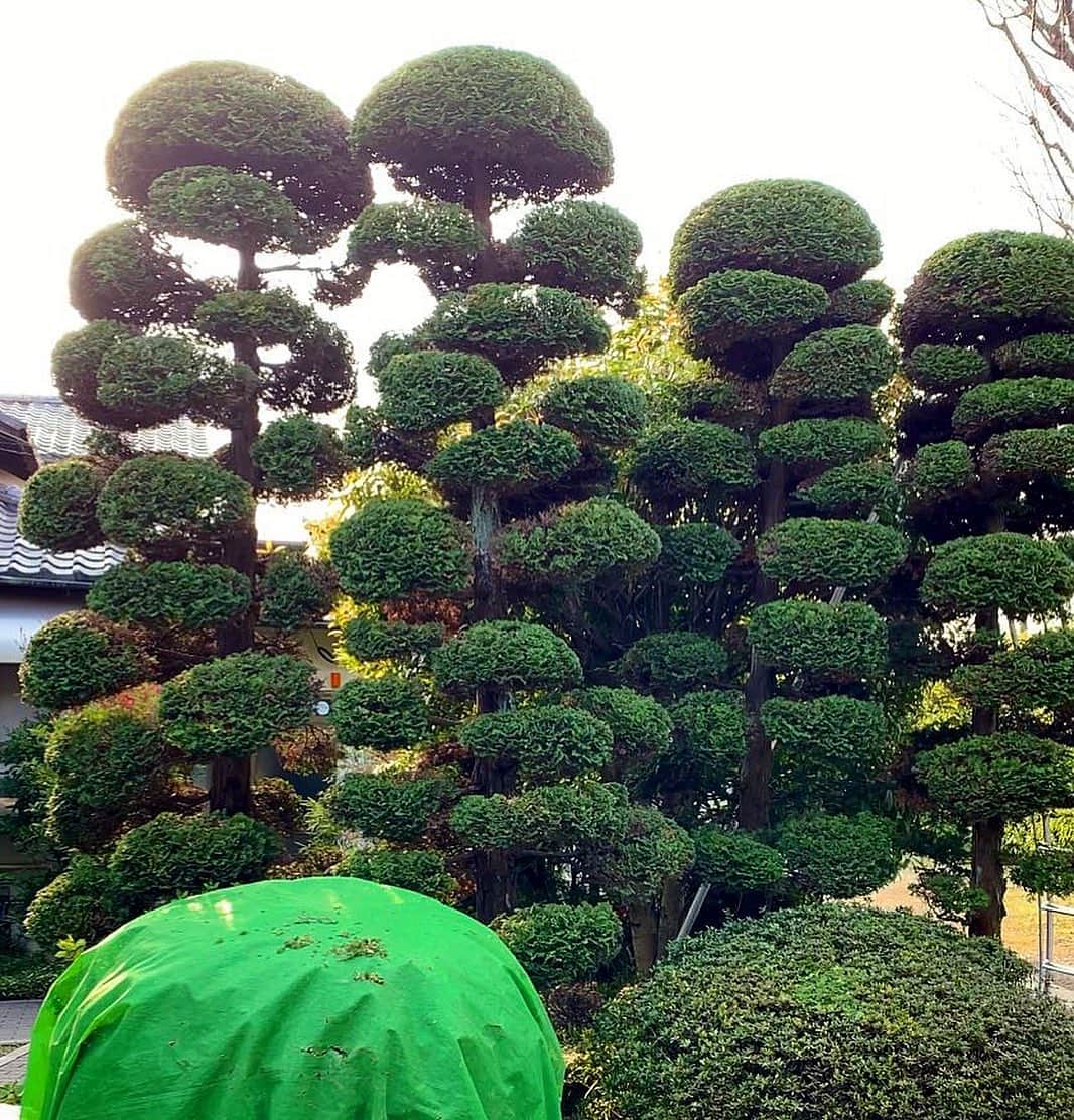 村雨辰剛さんのインスタグラム写真 - (村雨辰剛Instagram)「‪人との接触を避けて、木との接触は濃厚、いつも通り。#チャボヒバ‬」4月14日 12時39分 - tatsumasa.murasame