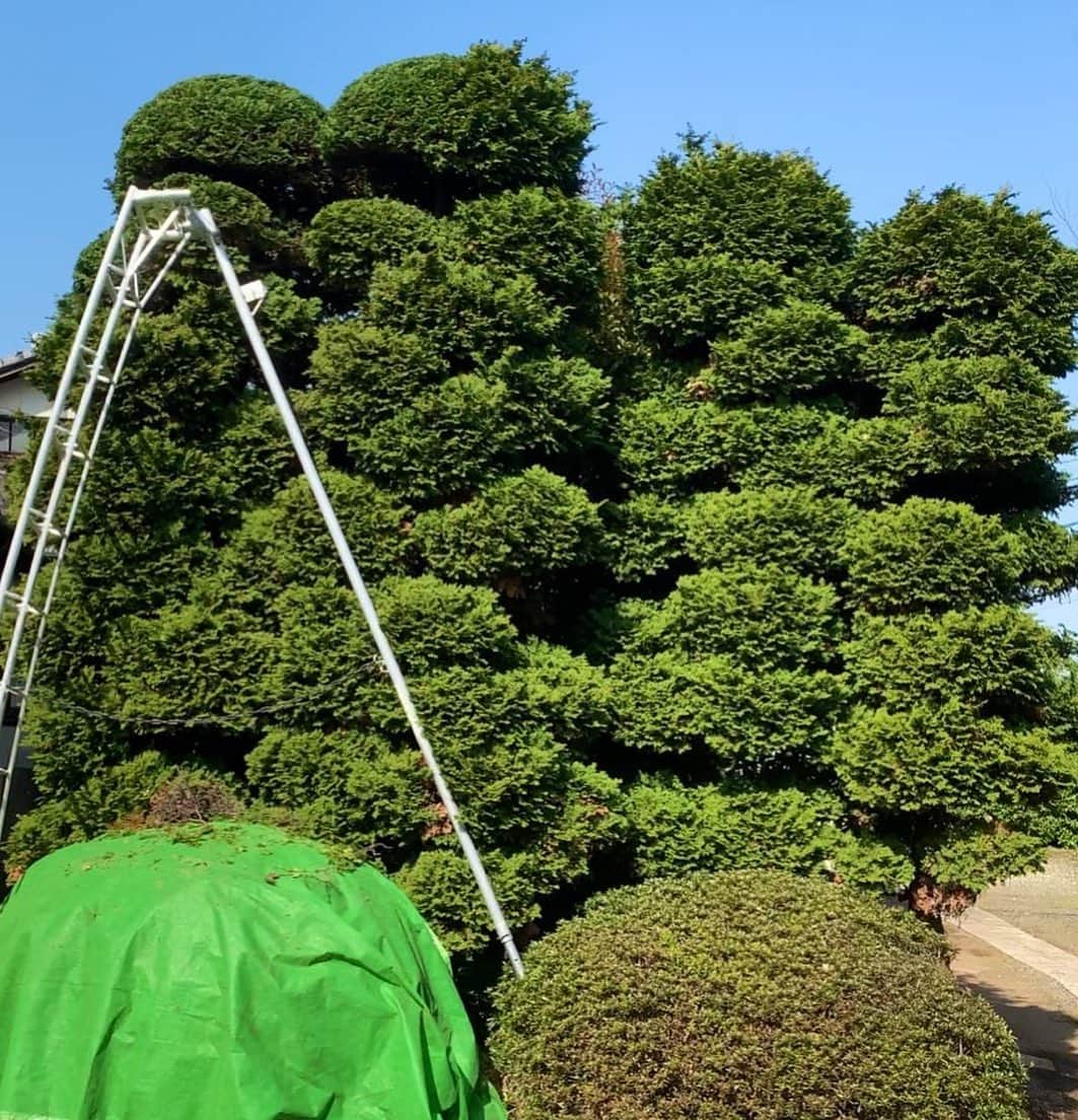 村雨辰剛さんのインスタグラム写真 - (村雨辰剛Instagram)「‪人との接触を避けて、木との接触は濃厚、いつも通り。#チャボヒバ‬」4月14日 12時39分 - tatsumasa.murasame