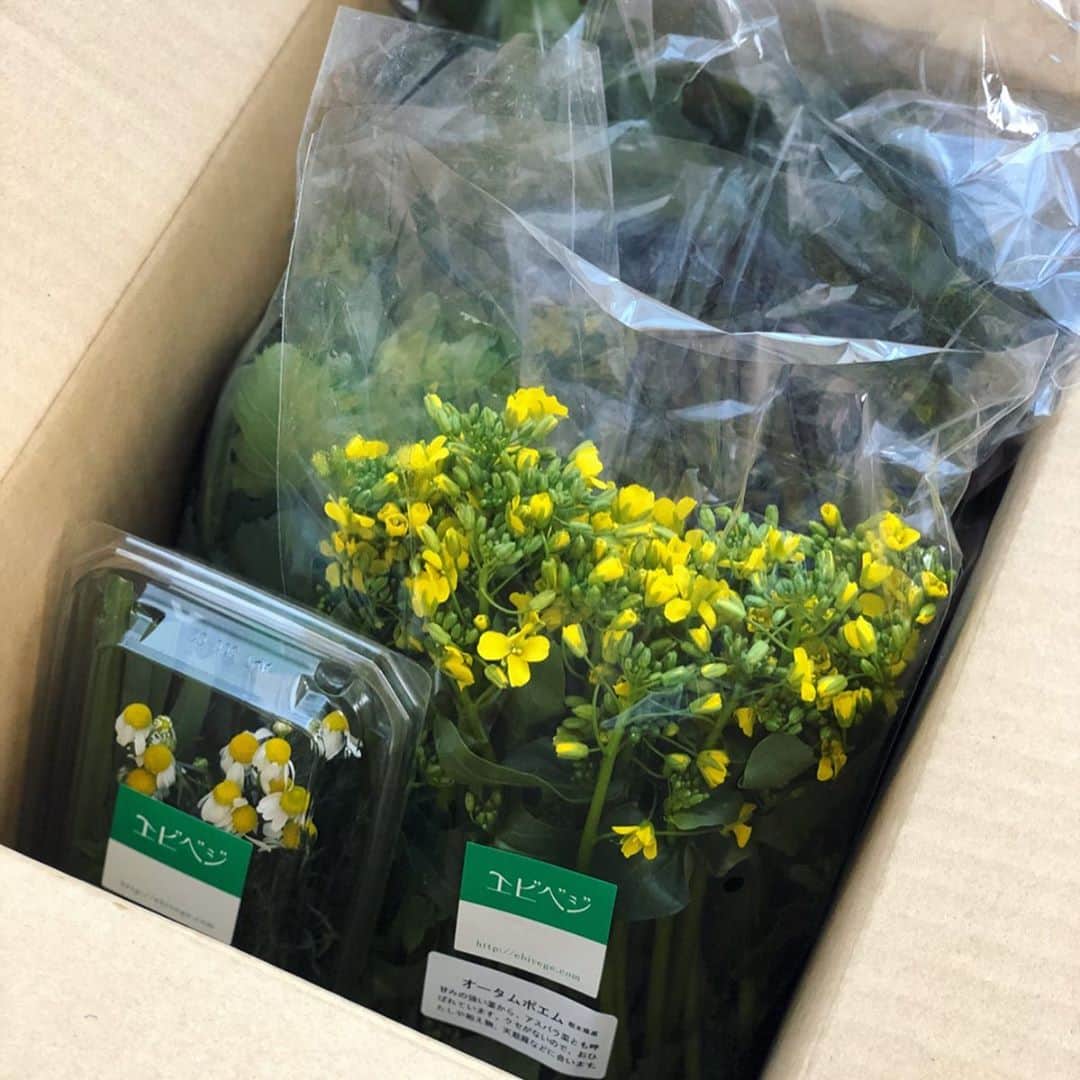 ヤミーさんのインスタグラム写真 - (ヤミーInstagram)「海老原ファーム「エビベジ」が届きました！⁣ ⁣ 飲食店休業、百貨店休業等で、収穫最適期の野菜が余っている、との情報を聞きつけて⁣ 今困ってるものを送ってください！何でも料理できます。とご連絡。⁣ ⁣ 翌日には、3000円分のイキイキ野菜を送っていただきました。⁣ ⁣ 廃棄でもたい肥になるので、全くの無駄にはならない、とのことですが、少しでも救えたらな〜と。⁣ ⁣ ⁣ ⁣ 今朝は早速フレッシュハーブティーを。⁣ ⁣ 10年くらい前かな。海老原さんのところでこのハーブティーをいただいて、フレッシュハーブってなんて美味しいんだろう、と思ったのが今につながってます。⁣ ⁣ ⁣ ⁣ ****⁣ 宅配業のみなさんも、物量増えて大変だと思うので(元オンラインショップの中の人なんで)、なるべく使わないように、と思ってたんですが、こういう時はお力借ります。⁣ ⁣ (古巣では、1週間受注ストップするほどの注文数になってたようなので、店舗に殺到も困るけどこういうのも冷静に〜)⁣ ⁣ ⁣ ⁣ #エビベジ #朝ティー #フレッシュハーブティー ⁣ #おうち時間 #おうちカフェ ⁣ ⁣」4月14日 12時44分 - ym_3stepcooking