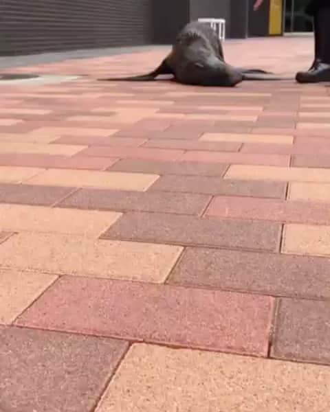 アクアパーク品川のインスタグラム