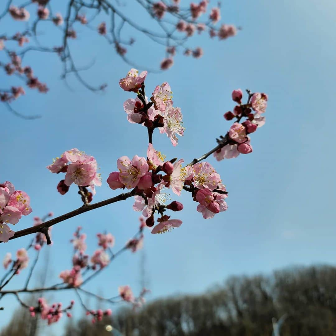 チョン・ヘインさんのインスタグラム写真 - (チョン・ヘインInstagram)「모두 봄이 오길 🌸」4月14日 13時07分 - holyhaein