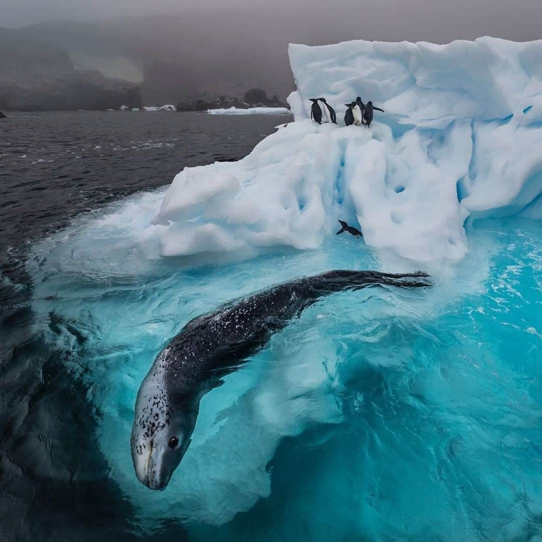 National Geographic Travelさんのインスタグラム写真 - (National Geographic TravelInstagram)「Photo by @PaulNicklen | There was no better way to start 2020 than in my favorite place in the world: Antarctica. In 2006, I had my first encounter with the supposedly fearsome leopard seal, pictured here on the hunt for penguin chicks. On that expedition, a female took me under her care for four days, constantly trying to feed me penguins! Since that encounter, I have been in the water with hundreds of leopard seals. I have found each one just as inquisitive, playful, and gentle as the next.  Follow me @PaulNicklen to see images from our most recent @SeaLegacy expedition to Antarctica and to learn more about our work to support the creation of new marine protected areas in this critical ecosystem. #CCAMLR #LeopardSeal #ExtinctionEndsHere #Antarctica #SaveOurSeaIce」4月14日 13時10分 - natgeotravel