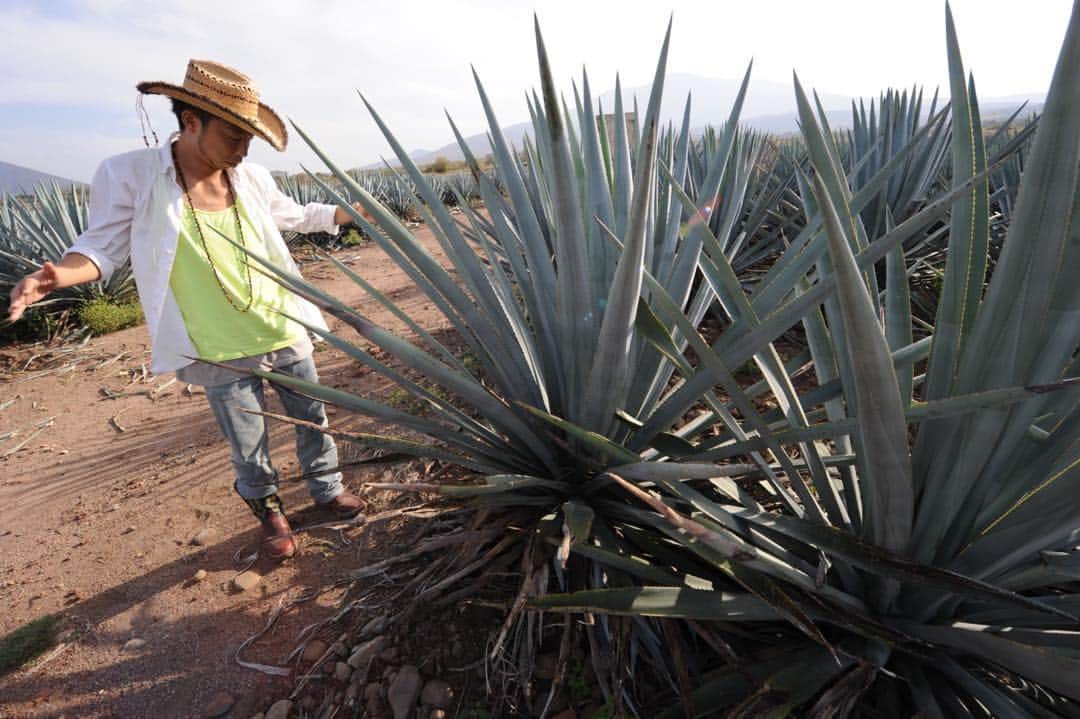のインスタグラム：「HAPPiLAの原料はブルーアガベ100% 力強い！！ #happila#tequila  #mexico#agave」
