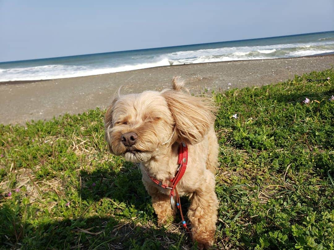 夏菜さんのインスタグラム写真 - (夏菜Instagram)「皆さんいかがお過ごしですか？ わたしはずーーーーっと家におります。 永遠にPUBGやっております。 はじめて一ヶ月。 クラウンになれました。 目指せエース。 #みんななにして過ごしてるのかな #pubgmobile  #やりすぎ #こむぎも元気です」4月14日 13時46分 - natsuna_official