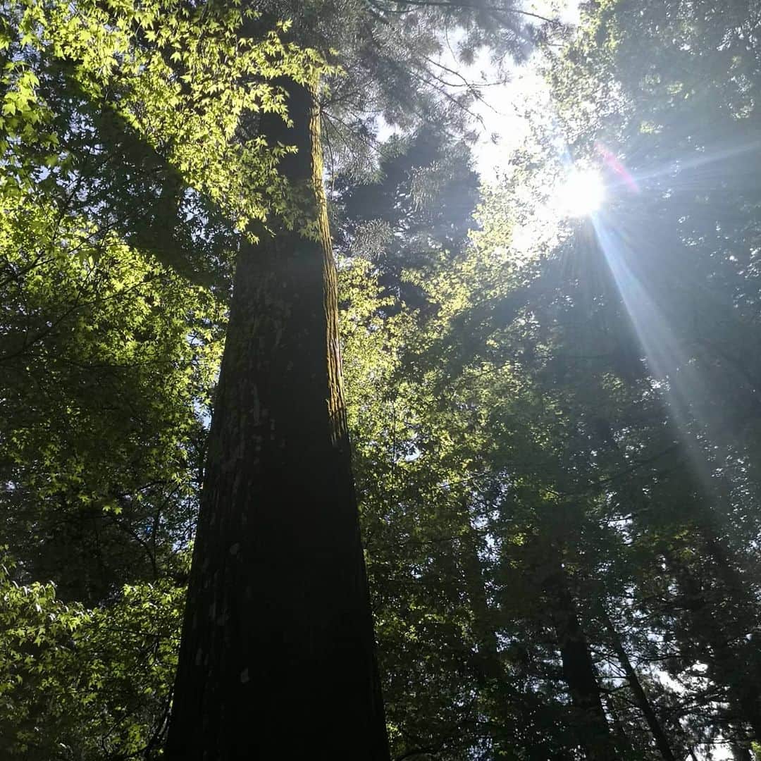 前田文香さんのインスタグラム写真 - (前田文香Instagram)「この森のある環境に感謝です🍀  海のエネルギーや このような森林のある環境に 日常から触れていると  免疫力や浄化力、抵抗力さえ 自然と備わるのではと 思いました🐚」4月14日 13時52分 - fumika.maeda