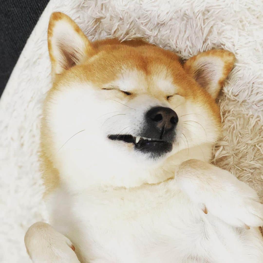 Moguのインスタグラム：「. キバがしまえないなの。 #キバかわいい #チャームポイント . @the_shiba_mogu  #柴犬 #shibainu #shiba#赤柴 #redshiba#犬 #dog#しばいぬ#nannydog#犬と子供#子供と犬#柴犬と子供#柴#赤ちゃんと犬#犬と赤ちゃん#柴犬と赤ちゃん#赤ちゃんと柴犬#柴犬のいる暮らし#子守犬」