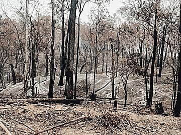 サマンサウィルスのインスタグラム：「This photo is of my mates family farm, taken just after the worst of the January bushfires swept through the property. ⠀ ⠀ The second photo is the same area of the property taken a few days ago. ⠀ ⠀ Devastation. Regeneration. x ⠀ ⠀ 📷🖤 @kirstypongratz ⠀ ⠀」